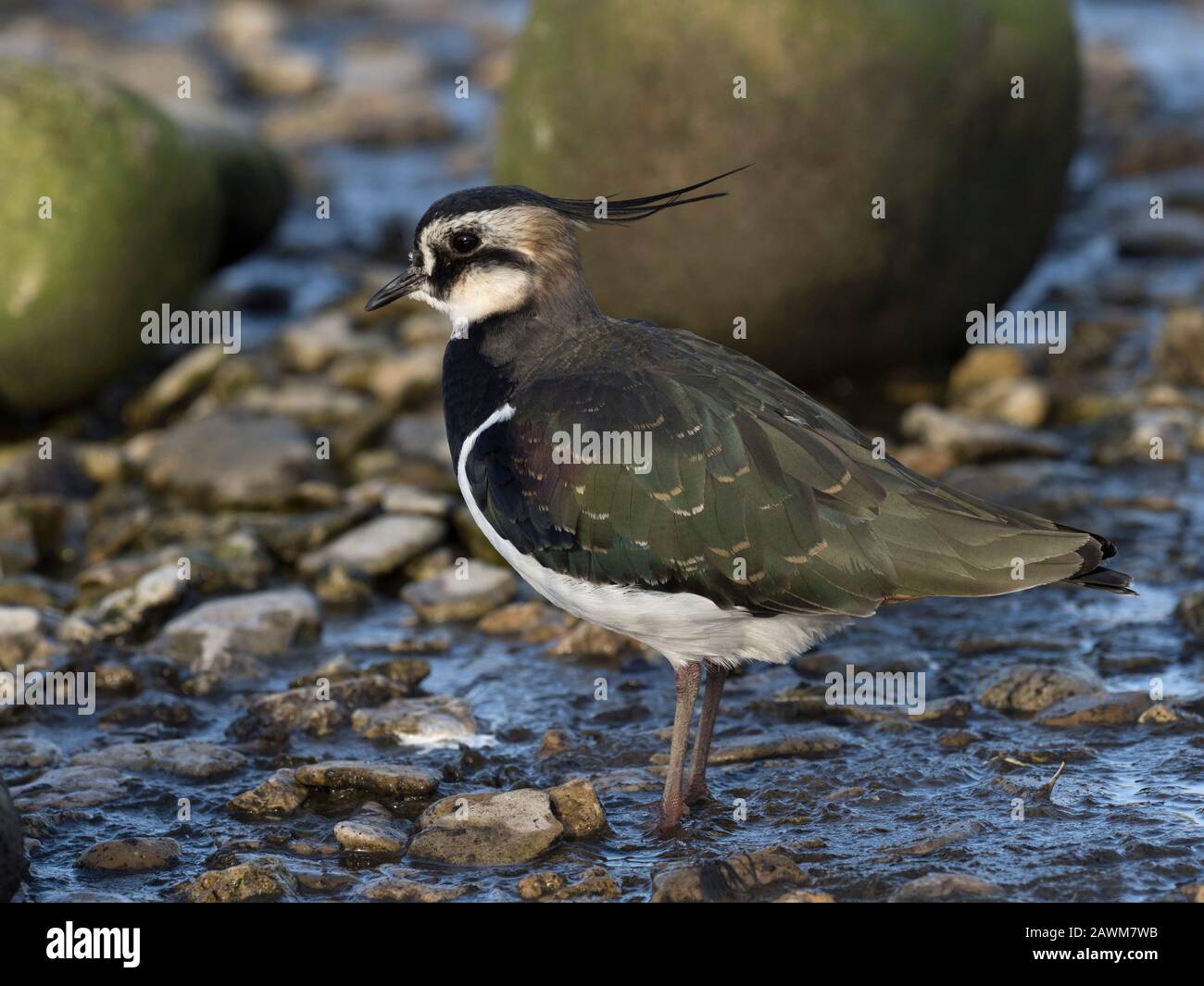 Lapwing, Vanellus vanellus, profilo di singolo adulto, Slimbridge, Gloucestershire, Regno Unito Foto Stock