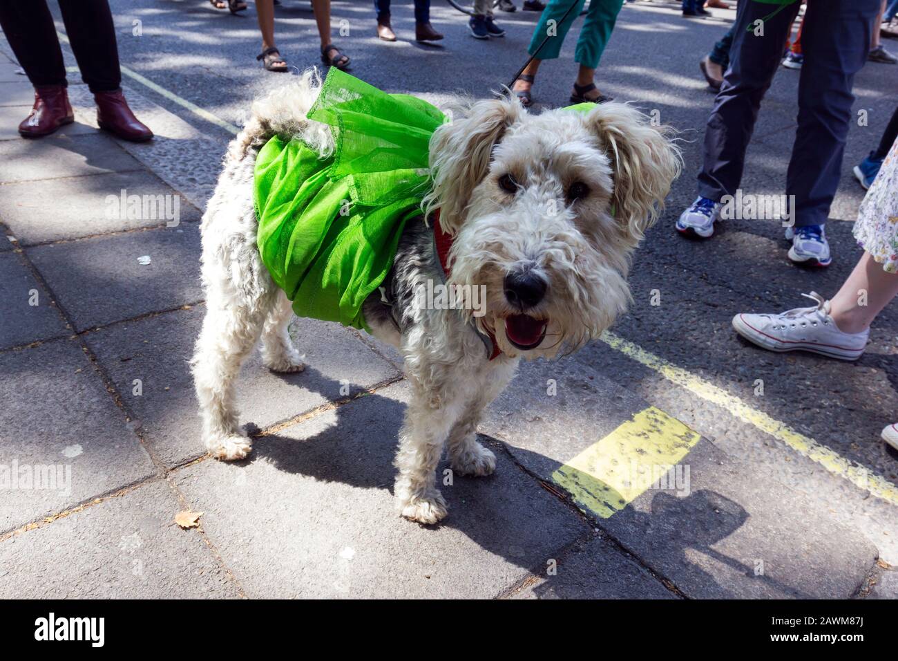 La messa di marzo segna 100 anni di voti delle donne, Central London, UK 10 giugno 2018. Insieme donne provenienti dal Regno Unito hanno marciato le strade per creare un'opera d'arte vivente, producendo un mare di verde, bianco e viola - i colori del movimento delle suffragette. Foto Stock