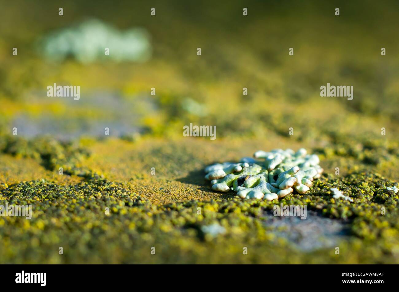 Melanelixia fuliginosa lichen primo piano, Macro fotografia Foto Stock
