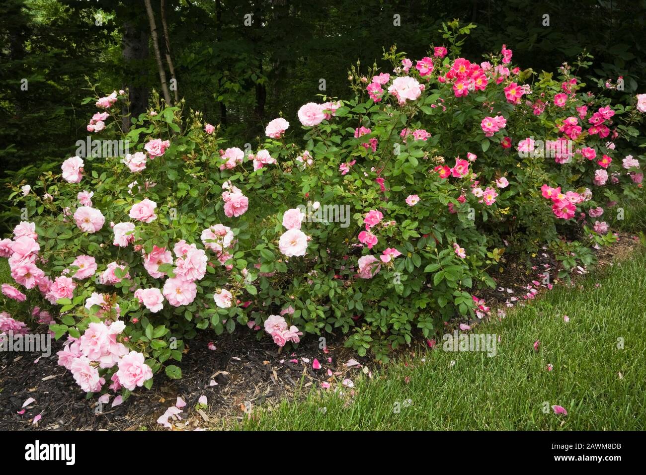 Rosa Rosa - cespugli di rosa al confine nel cortile anteriore giardino di campagna in estate Foto Stock