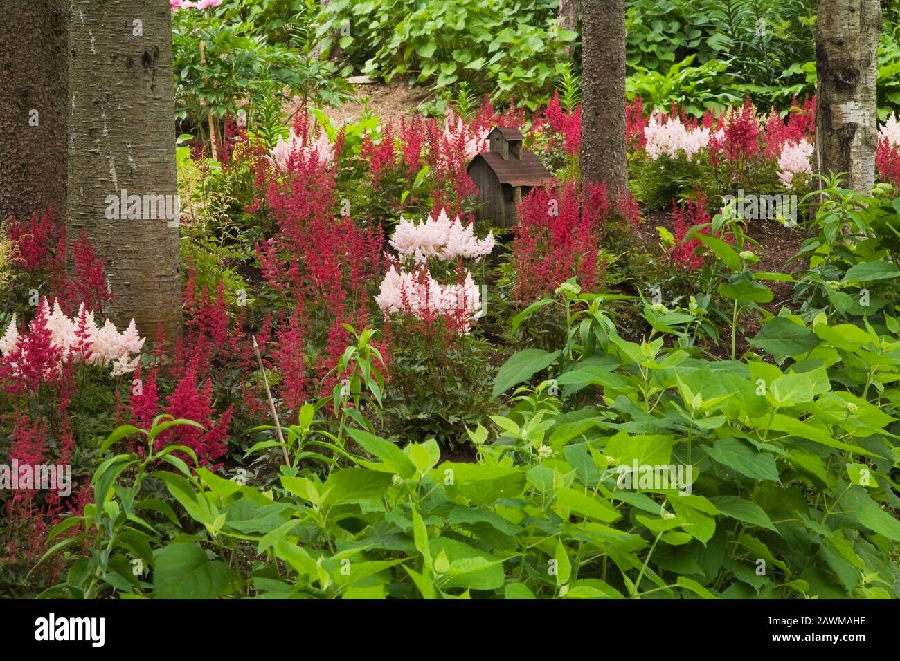 Confine piantato con Pinus - pini, arborescens ‘Annabelle’ e arbusti rossi di borgogna Astilbe X arendsii 'Burgunderrot' nel cortile di fronte Foto Stock