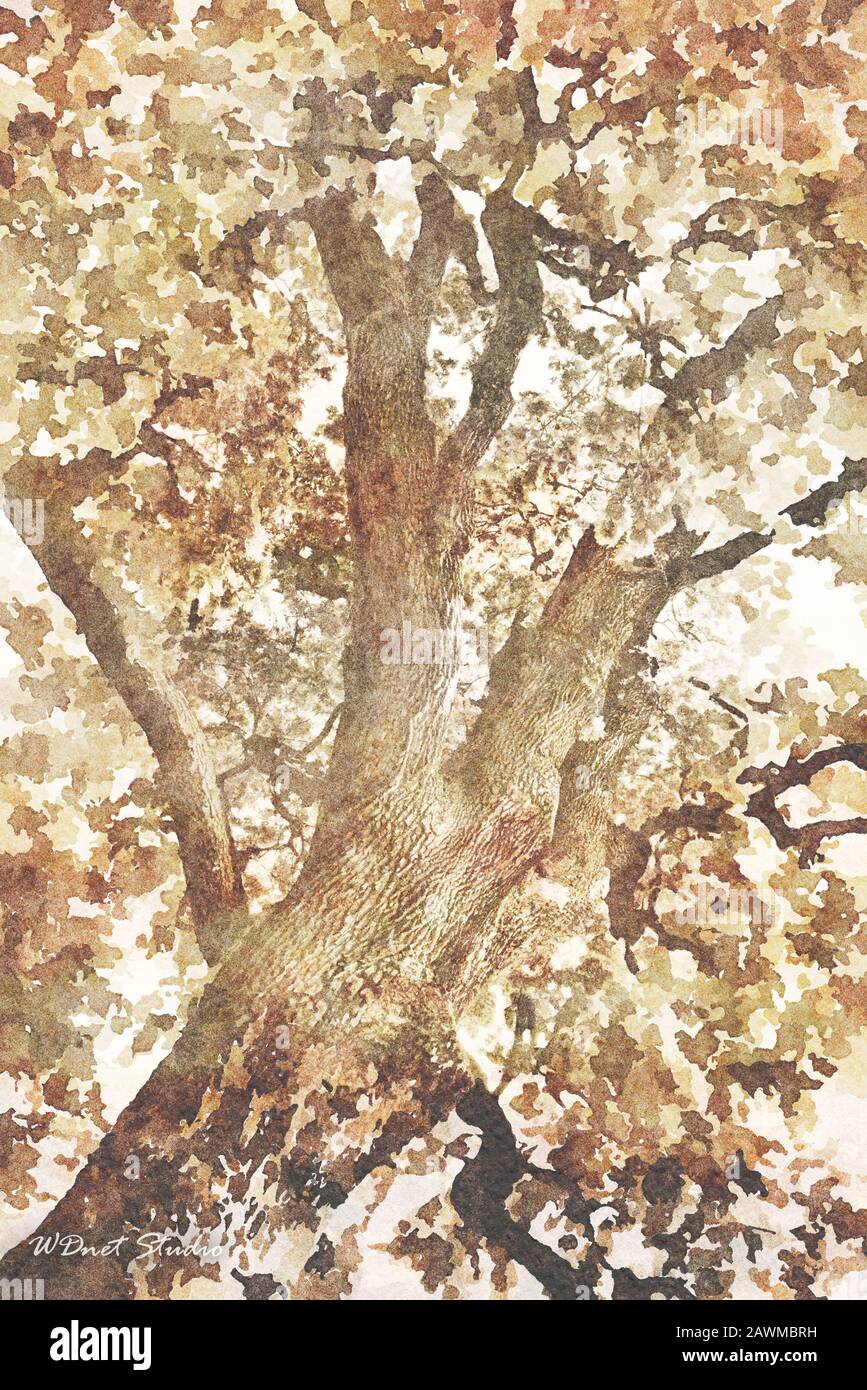 Tela di pittura di arte digitale - immagine marrone tonata di una corona scura di un vecchio albero di quercia nel parco pubblico. Foto Stock