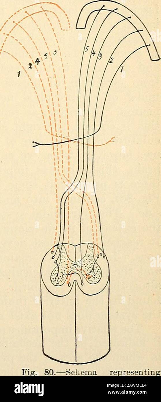 Un testo-libro di fisiologia per gli studenti medici e medici. Scendingpath nel cordone è il sistema piramidalor cerebrospinale delle fibre nell'uomo, come mostrato in Fig. 75, ci sono due fascicoli appartenenti al sistema: i tratti piramidali anteriore e lat-erale. Entrambe le tractsderivano dalle piramidi anteriori sulla faccia ventrale della medulla, da cui il nome del piramidalsystem. All'incrocio di emidulla e cordicella le fibre delle piramidi decadono in parte, formando una caratteristica cospicua della struttura interna a questo punto, nota come decussa-zione piramidale. Secondo la generalsche Foto Stock