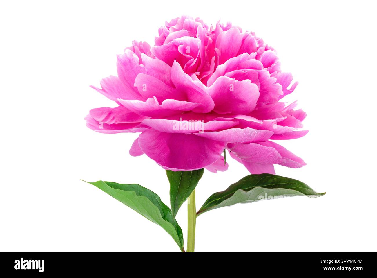 Primo piano di un fiore rosa peonia testa con foglie verdi isolato su uno sfondo bianco Foto Stock