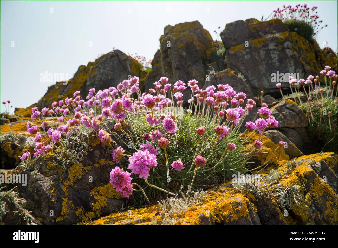 Fioritura alla deriva, Armeria maritima, che cresce sulla scogliera rocciosa di Dumfries e Galloway vicino al villaggio di Isola di Whithorn. Sud-ovest della Scozia UK Foto Stock