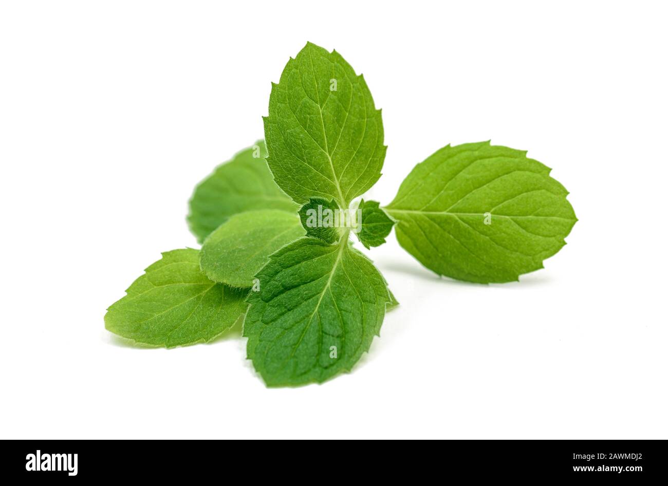 Foglia di menta isolate su sfondo bianco Foto Stock