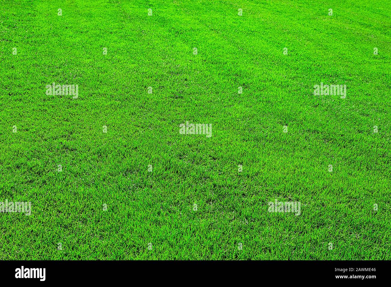 Sfondo di erba verde campo o erba verde modello e texture. Foto Stock
