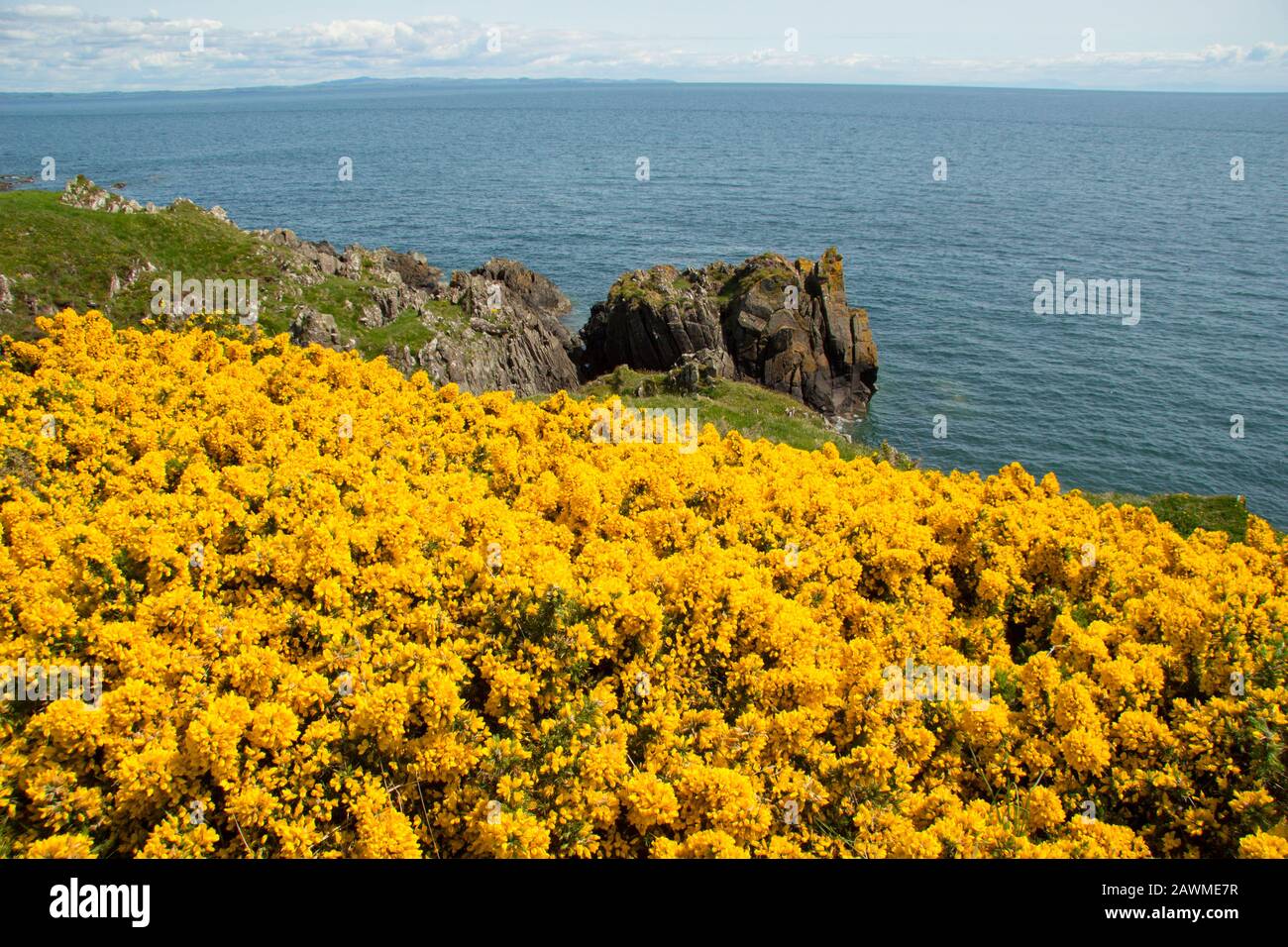 Gorge fiorite, Ulex europaeus, che cresce sulla costa di Dumfries e Galloway vicino al villaggio di Isola di Whithorn nel mese di giugno. Sud-ovest Scozia GB Foto Stock