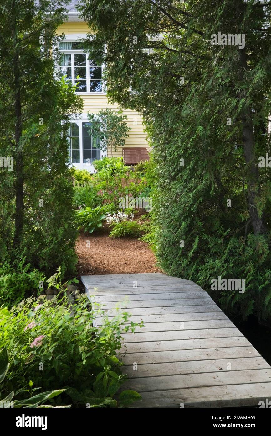 Passerella in legno dipinta di grigio che conduce al retro della casa gialla attraverso Thuja occidentalis - Cedro hedge arbour in giardino cortile all'inizio dell'estate. Foto Stock