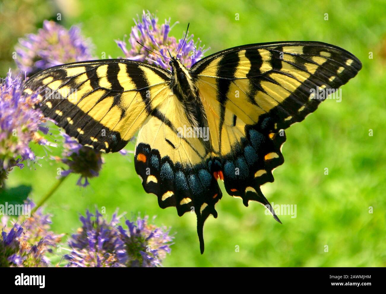 Primo piano di una tigre orientale Swallowtail farfalla alimentare sul nettare di fiori viola Issop. (Papilio glaucus) Foto Stock Primo piano di una tigre orientale Swallowtail farfalla alimentare sul nettare di fiori viola Issop. (Papilio glaucus) Foto Stock