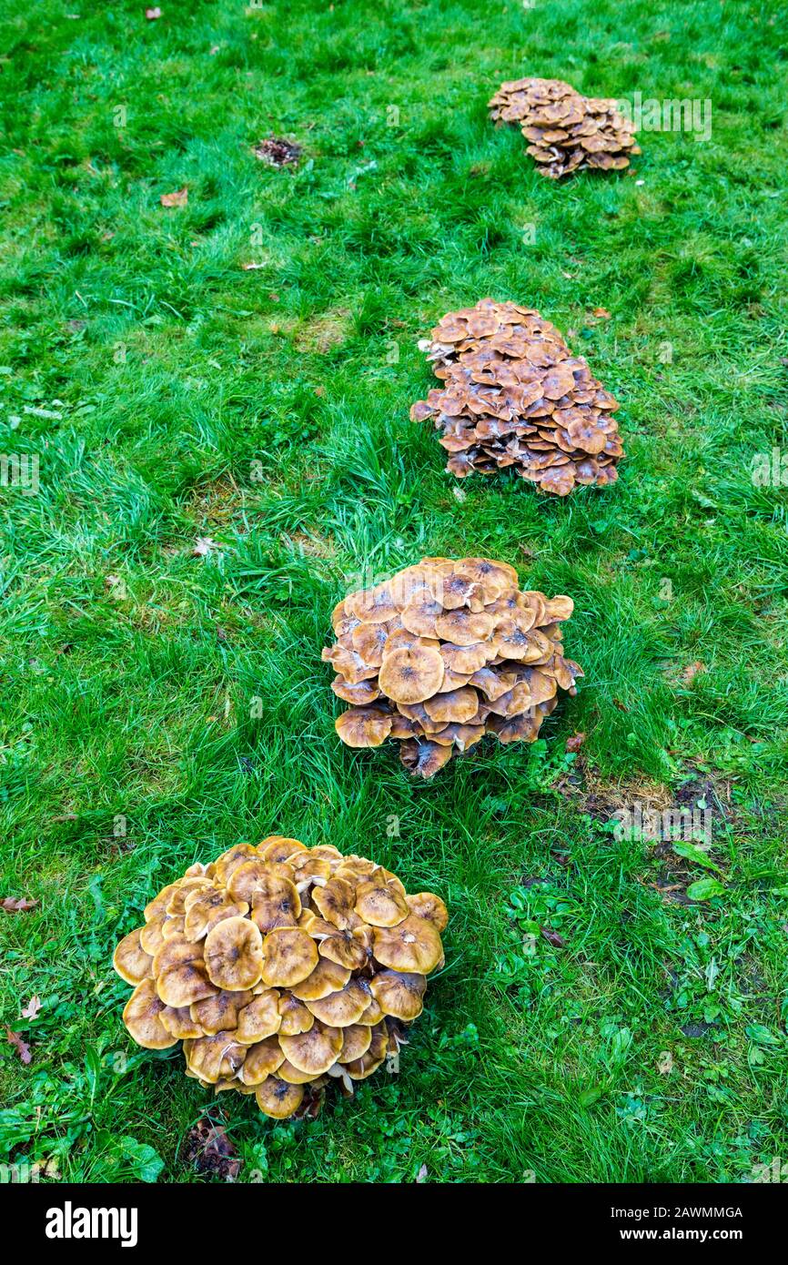 Gruppi di funghi che crescono in una linea, Gloucestershire, Inghilterra, Regno Unito Foto Stock