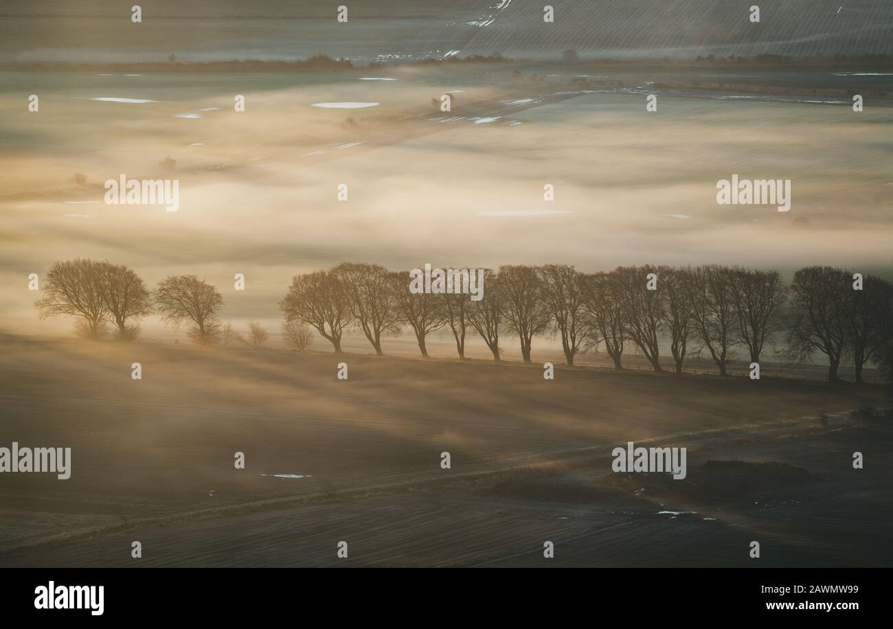 File di alberi e loro ombre nella nebbia, sulla terra agricola, Scozia, Regno Unito. Foto Stock