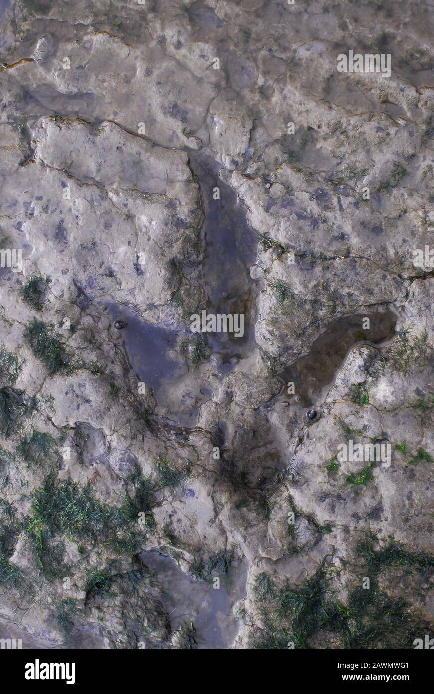Impronta di dinosauro in sabbia fossilizzata, che mostra il cuscinetto del tallone e tre punte. Queste stampe sono state realizzate 165 milioni di anni fa. Staffin Bay, Isola Di Skye. Foto Stock