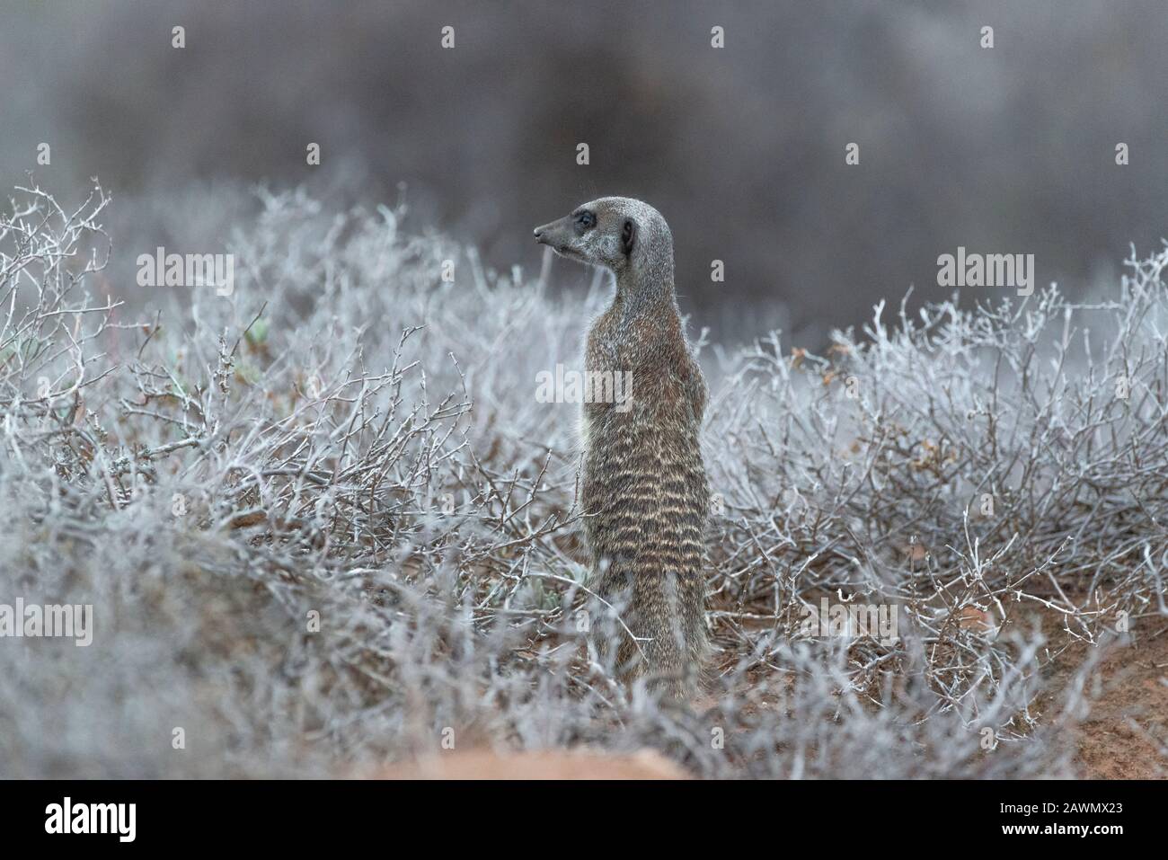 Meerkat in piedi all'alba su una mattina fredda che decide se il mob dovrebbe essere permesso in su dai burrows. Oudtshoorn, Little Karoo, Sudafrica Foto Stock