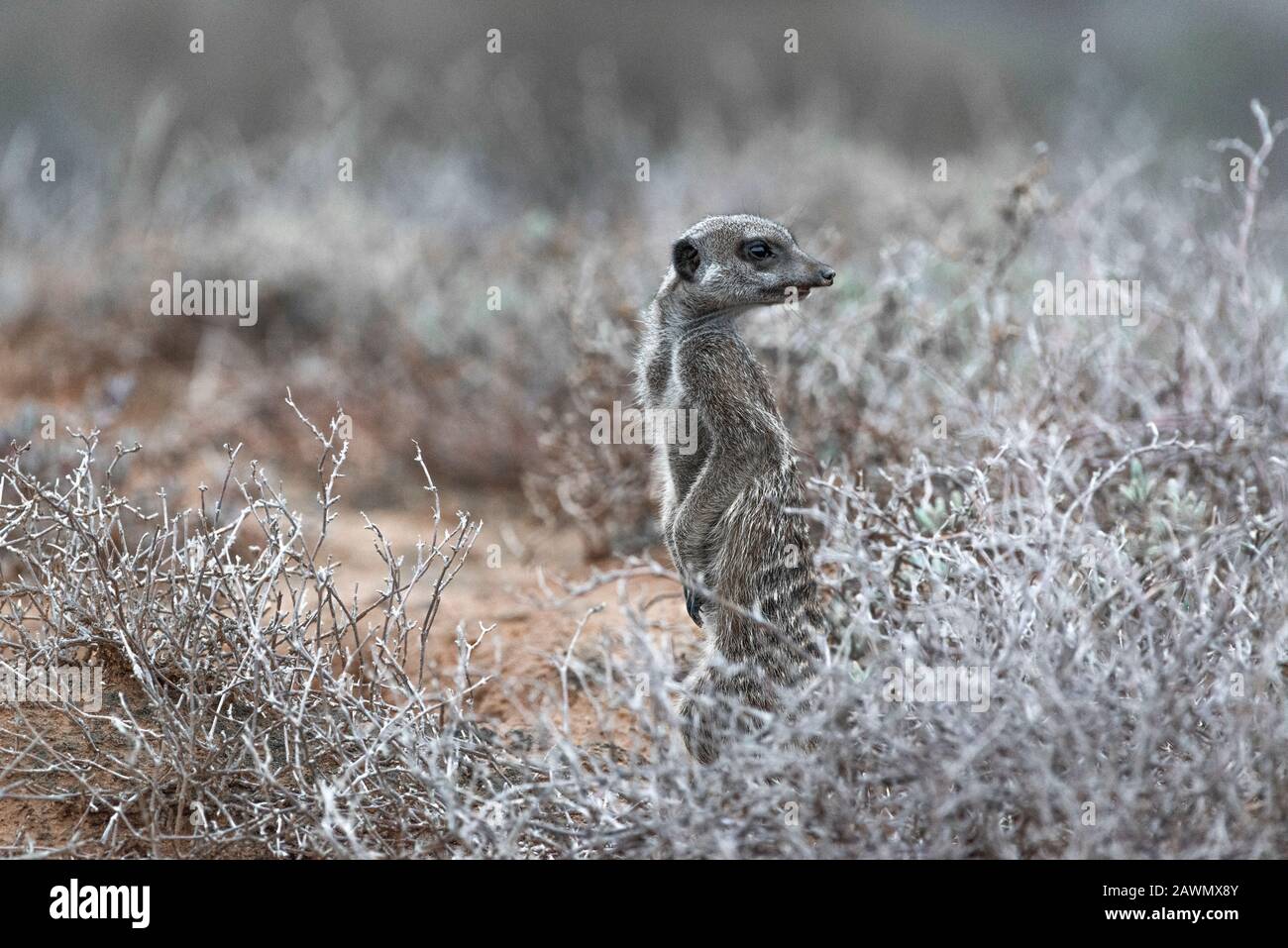 Meerkat in piedi all'alba su una mattina fredda che decide se il mob dovrebbe essere permesso in su dai burrows. Oudtshoorn, Little Karoo, Sudafrica Foto Stock