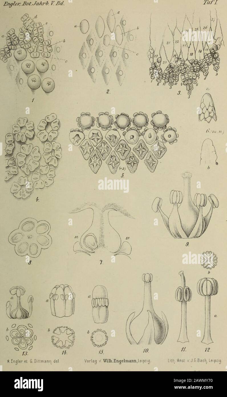 Botanische Jahrbücher für Systematik, Pflanzengeschichte und Pflanzengeographie . rk vergrößert..Fig. 67. Ariopsis peltata Graham. Querschnitt durch ein Synandrium von dem unter-sten Theil des Kolbens. Nachschrift. Bisher war es mir nicht gelungen, auch nur als Ausnahme von derRegel bei irgend einer Aracee Vorblätter aufzufinden. Zwar hatte ich beiAnthurium Laucheanum, das in den BoRSiaschen Gewächshäusern in Berlincultivert wird, an den Kolben 2 Spahen bemerkt, von denen die zweiteunmittelbar unter einer Blüte stand, also die Stellung eines Vorblatteshotte; aber dieser Fall war noch nicht Foto Stock