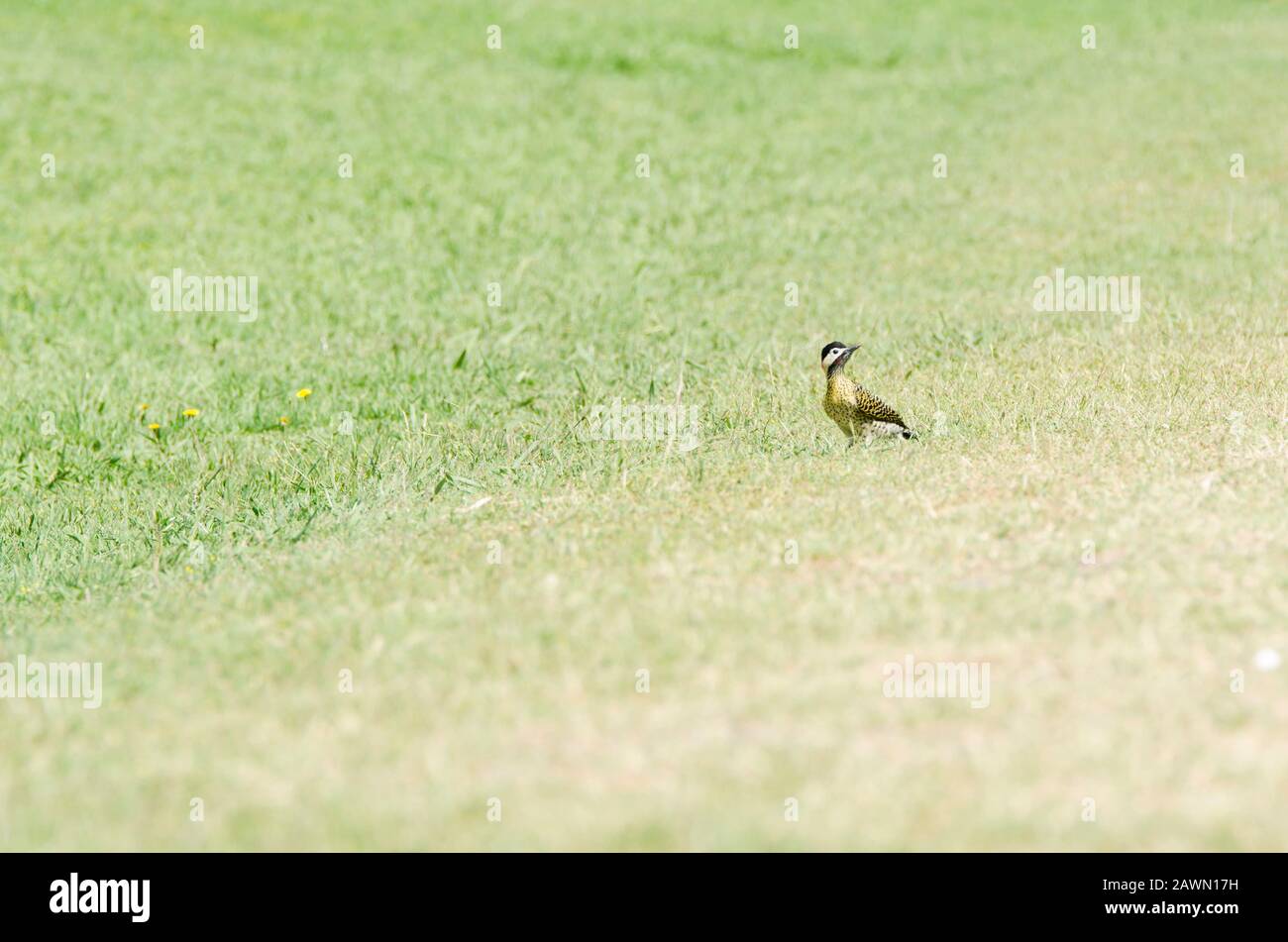 Picchio verde-barrosso, Colaptes melanocloros, in piedi nell'erba, nella riserva ecologica Costanera sur, a Buenos Aires, Argentina Foto Stock