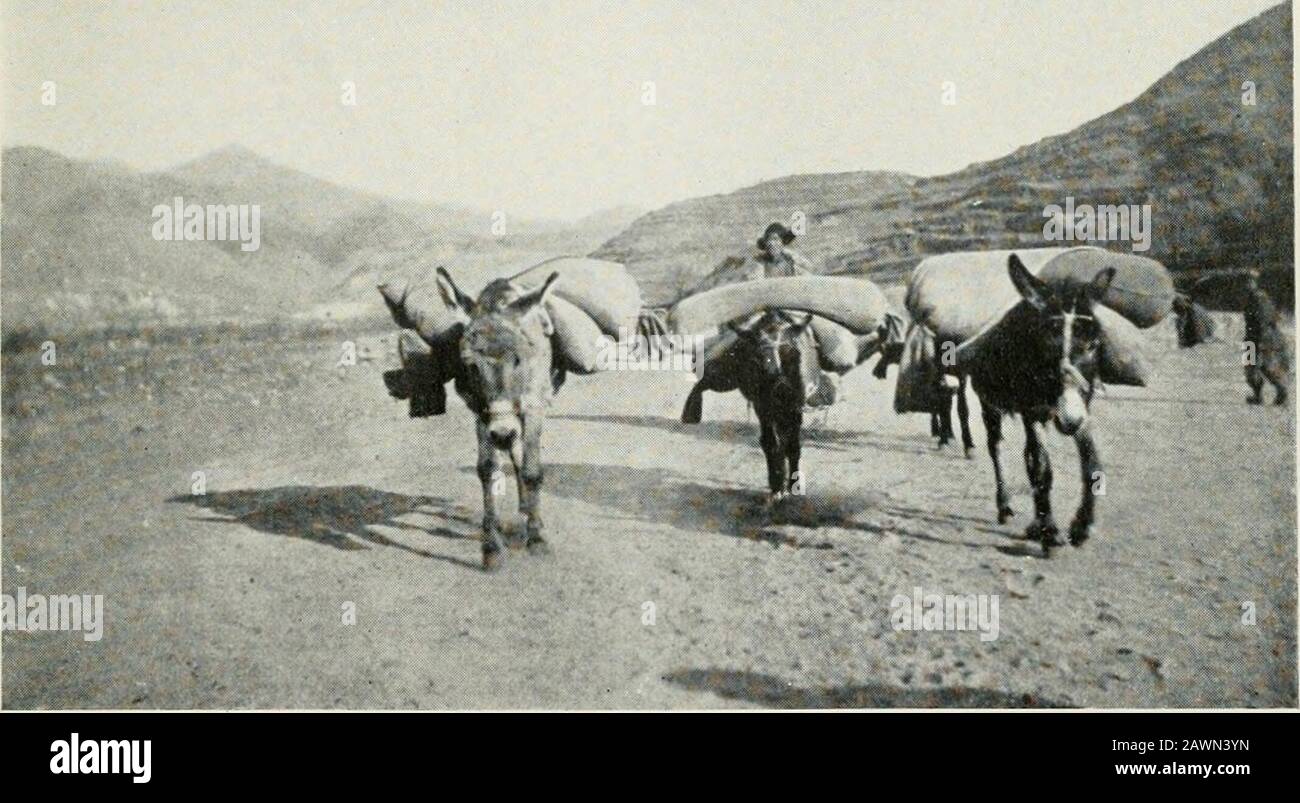 La lotta per la repubblica in Cina . I?y dei contadini Che Alzano L'Acqua il Metodo Più Vecchio nel mondo. Trasporto di grano «v Donkey nella REPUBBLICA CouinTky Roadless IN CINA 127 per predire. Nel frattempo la Russia annoderà la Galizia e la Polonia austriaca: La Francia ripossiederà l'Alsazia e la Lorena: La Gran Bretagna occuperà Le Colonie tedesche in Africa e nel Pacifico meridionale; Servia e Montenegro prenderà la Bosnia-Erzegovina e una certa parte del territorio austriaco; Tuonando così grandi cambiamenti nella mappa d'Europa che anche la guerra napoleonica nel 1815 non poteva trovare un parallelo. Quando questi eventi t Foto Stock