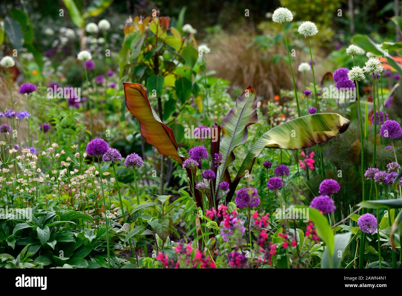 Allium purple Sensation,Ensete ventrale Maurelio,viola allium,etiope black banana,astrantia bo ann,mix,misto,ornamentale cipolle,ornamentale onio Foto Stock