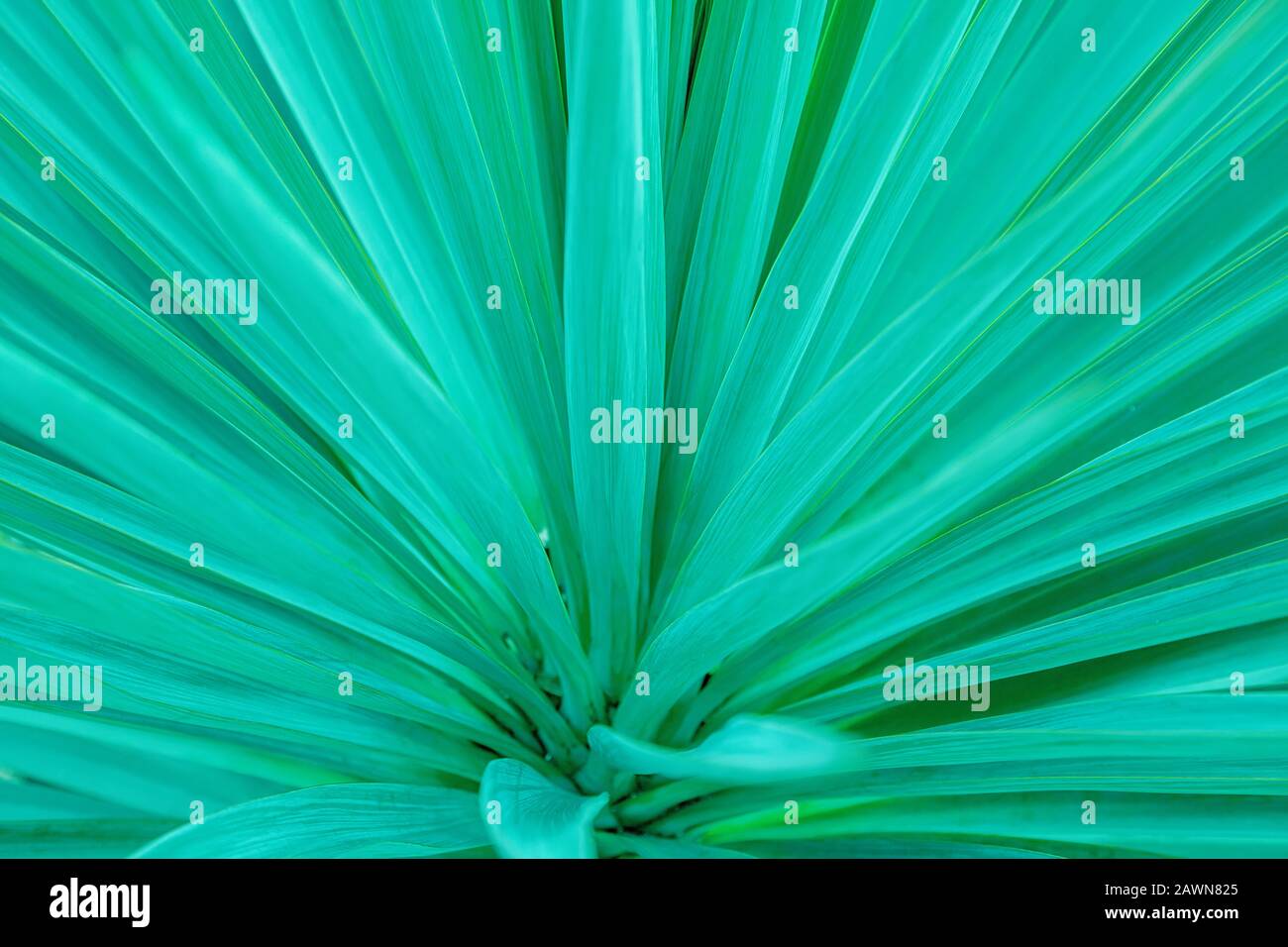 Aqua Menthe phanton. Sfondo macro foglia tropicale. Sfondo del colore di trend. Foto Stock