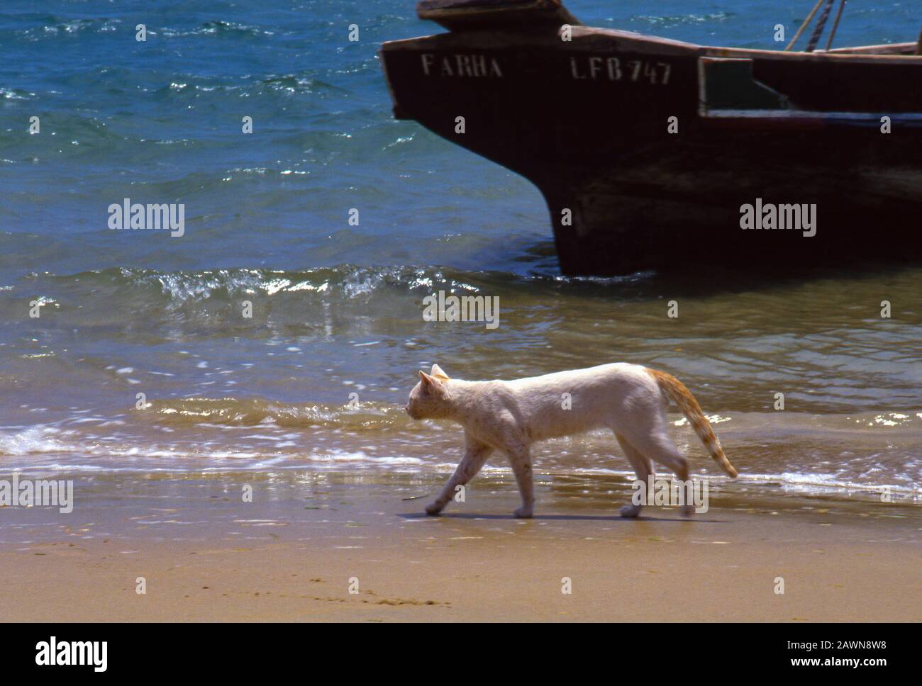 Peponi Hotel sulla spiaggia, vicino alla città vecchia di Lamu, isola al largo della costa dell'Oceano Indiano del Kenya. Foto Stock