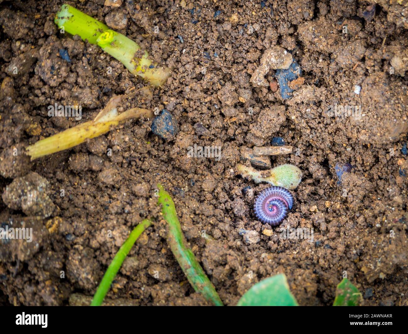 Colpo ad alto angolo di un worm di terra arrotolato nel suolo Foto Stock