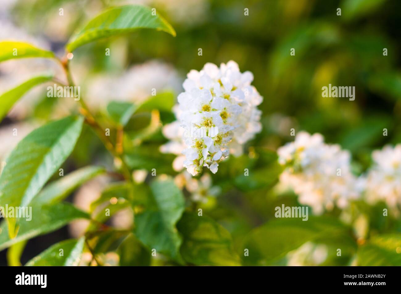 Sfondo della fioritura di bellissimi fiori di uccello bianco ciliegio in gocce di pioggia in una giornata di sole in primavera close up Foto Stock
