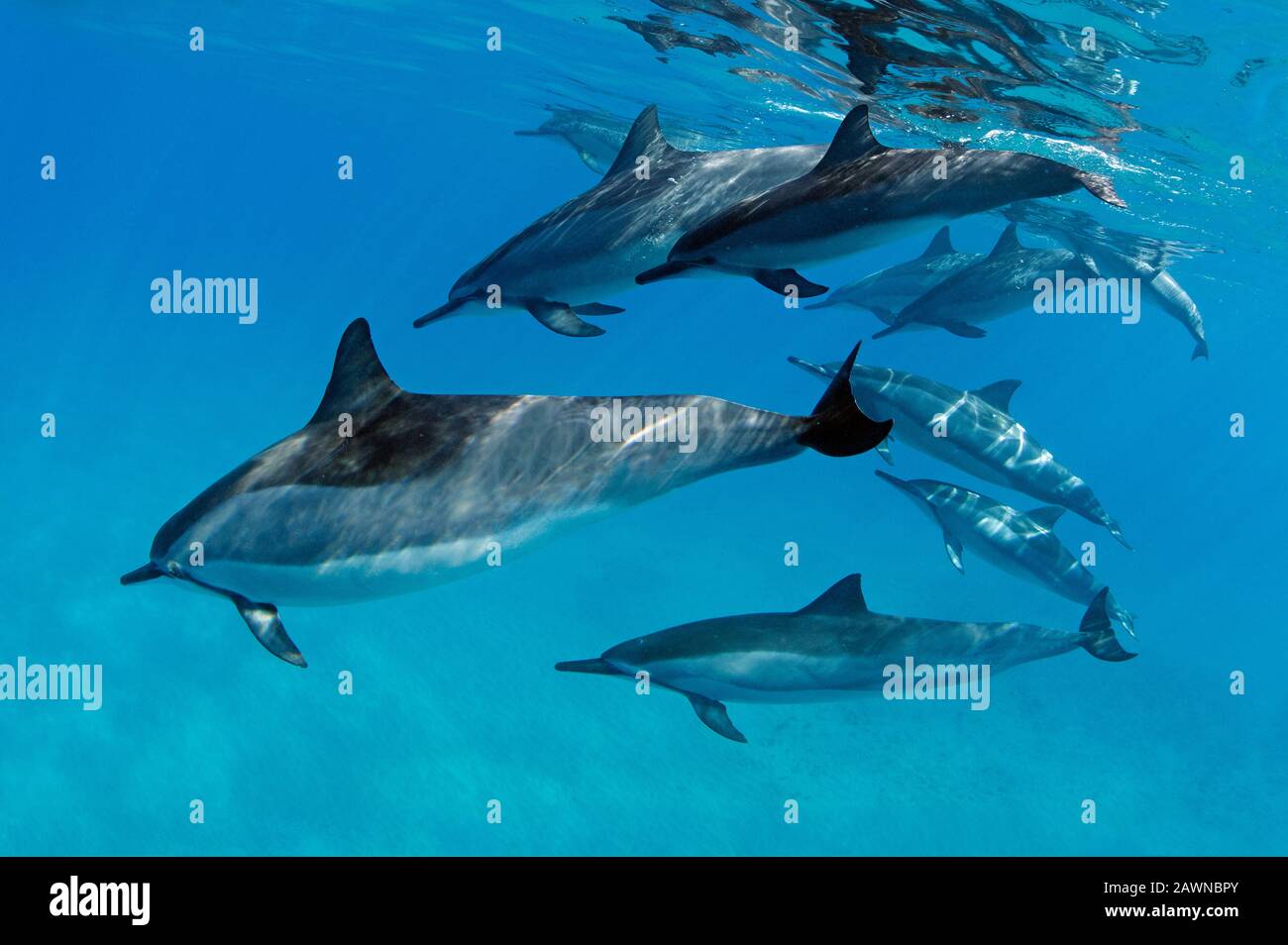 Una cialda di delfini Spinner a Makena, Maui, Hawaii. Foto Stock