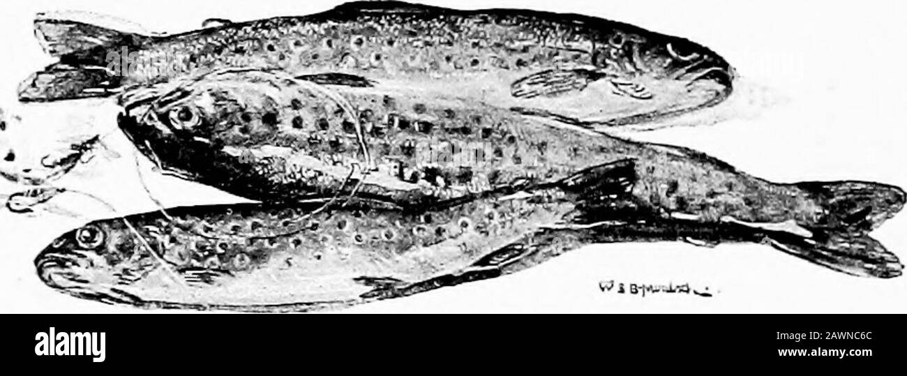 Disegni angling. E pietre di mica-venined, e la luce del sole su un bendof brillante di un ruscello di altopiano, E mio padre, in piedi l'acqua poco profonda, che mi mostra un enorme pesce giallo, che ha dato la sua ultima ilatura o due sulla banca erbosa.Il pesce sembrava terribile e pericoloso per meas a Tobia, nell'apocripha, ha fatto che ferocioushalf-passera che egli porta su una corda nelle prime immagini italiane. Come stranamente Botticelli e i suoi fratelli hanno frainteso il pesce che divorava l'uomo, che doveva essere un coccodrillo stretto dal Nilo nelle acque dell'Eufrate! Una mezza passera! Essere stati terrorizzati da un tr Foto Stock