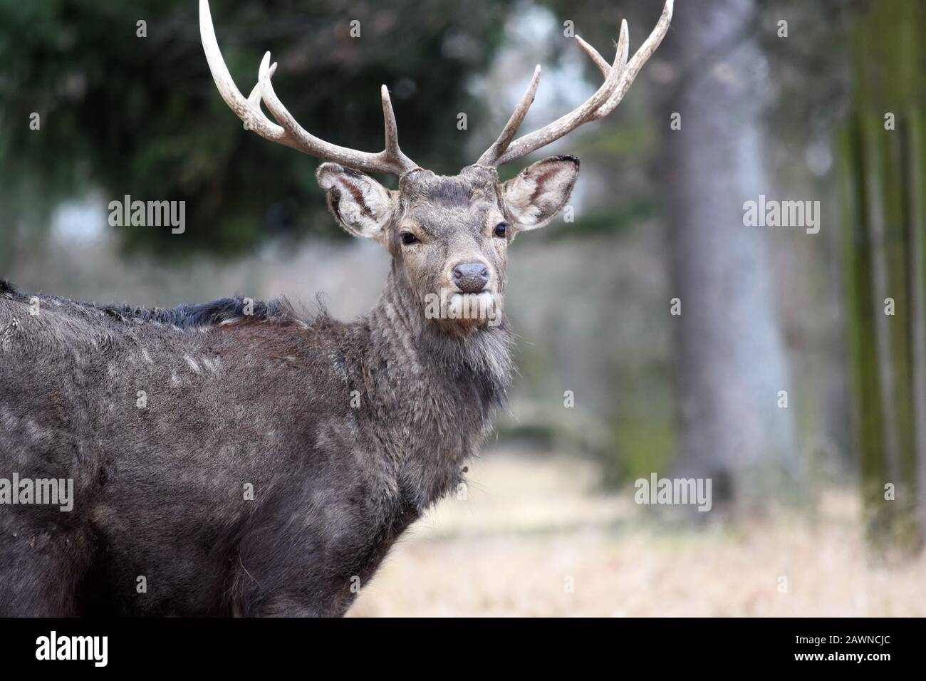 Dybowskii Deer In Winter Head Close Up Portrait Foto Stock