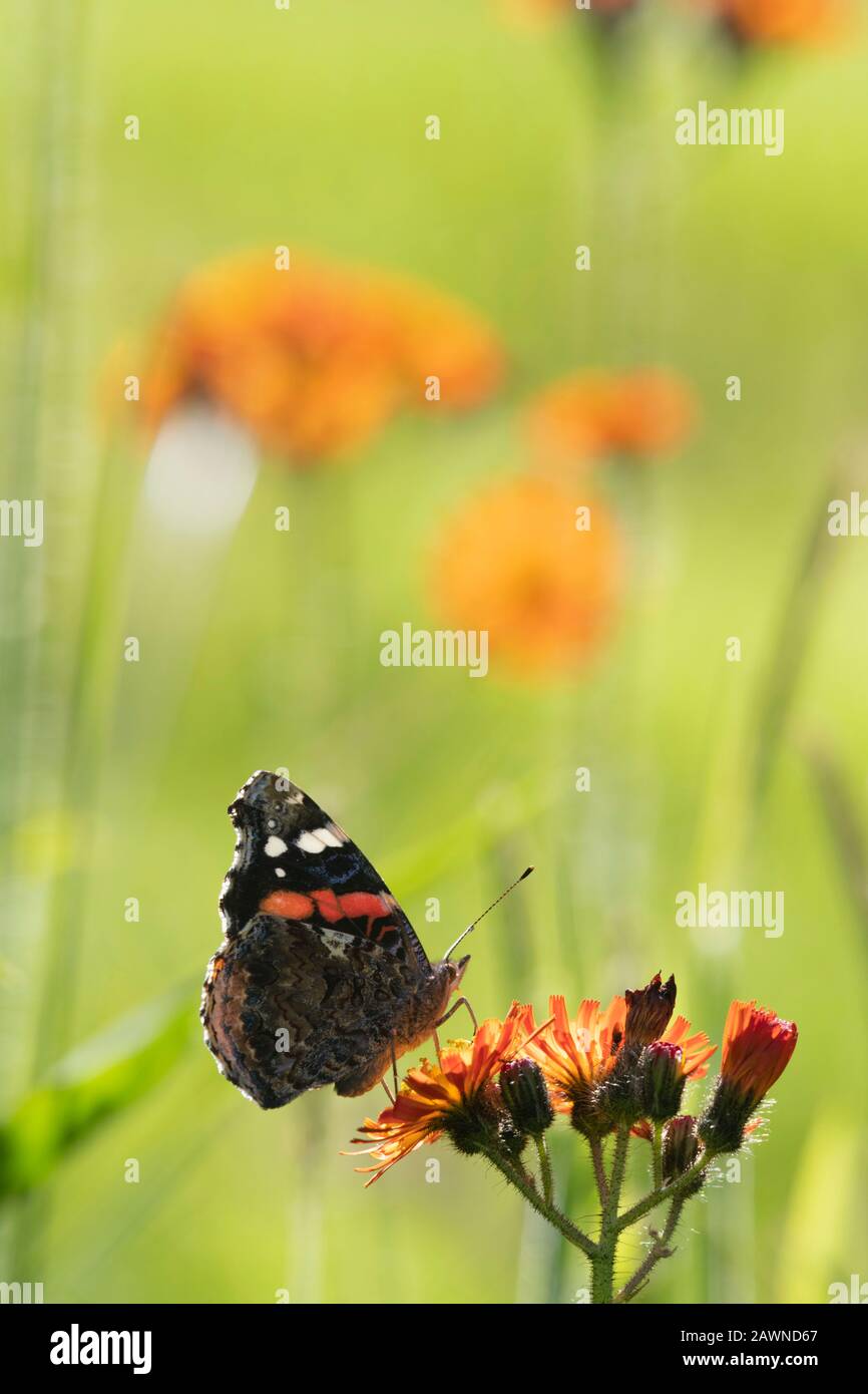 Un ammiraglio rosso farfalla (Vanessa Atalanta) Seduto su fiori di Fox-and-Cubs, o Orange Hawk Bit (Pilosella Aurantiacum) Foto Stock