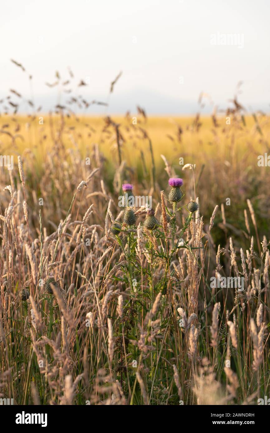 I Tuorli di lancia (Cirsium Vulgare), i fiori selvatici e Le Erbe Varie sui margini Dei Terreni Agricoli Offrono un rifugio per la fauna selvatica Foto Stock