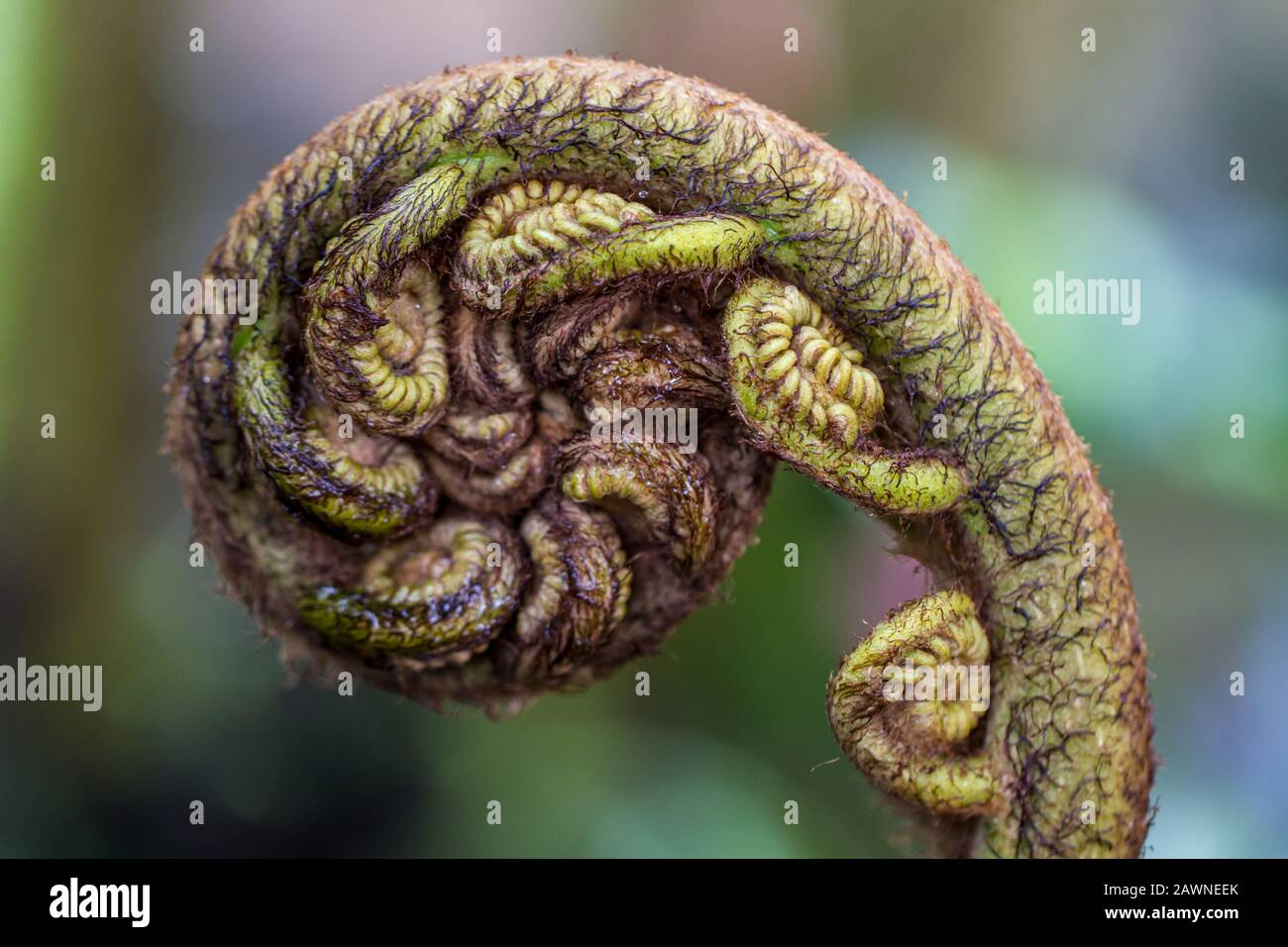 Germoglio spirale - meraviglia della natura prima di dispiegarsi Foto Stock