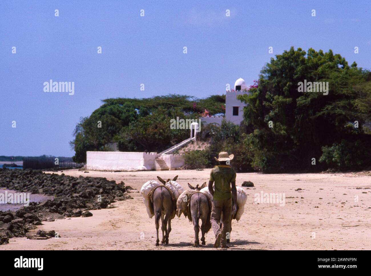 La città vecchia di Lamu, costa dell'Oceano Indiano del Kenya. Non sono ammessi veicoli a motore sull'isola. Il trasporto principale per la gente ed il commercio è asini. Lamu era sulla strada commerciale principale secoli fa dall'Arabia a Zanzibar sulla costa dell'Africa orientale. Foto Stock