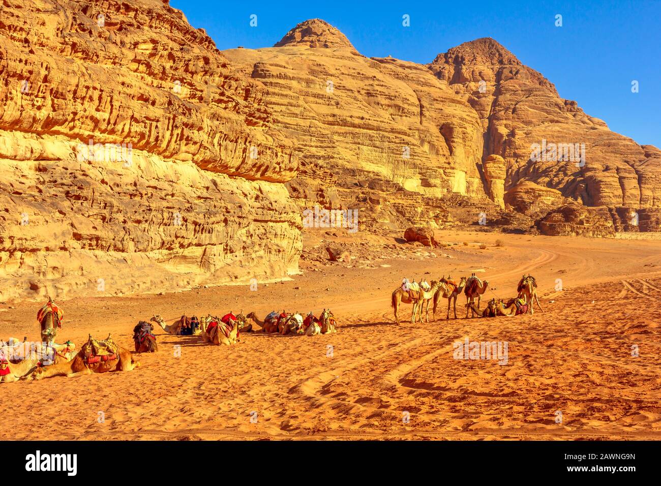 Gruppo di cammelli dromedari in attesa di turisti nel mezzo della Valle della Luna, deserto di Wadi Rum, Giordania meridionale. Popolare destinazione turistica Foto Stock