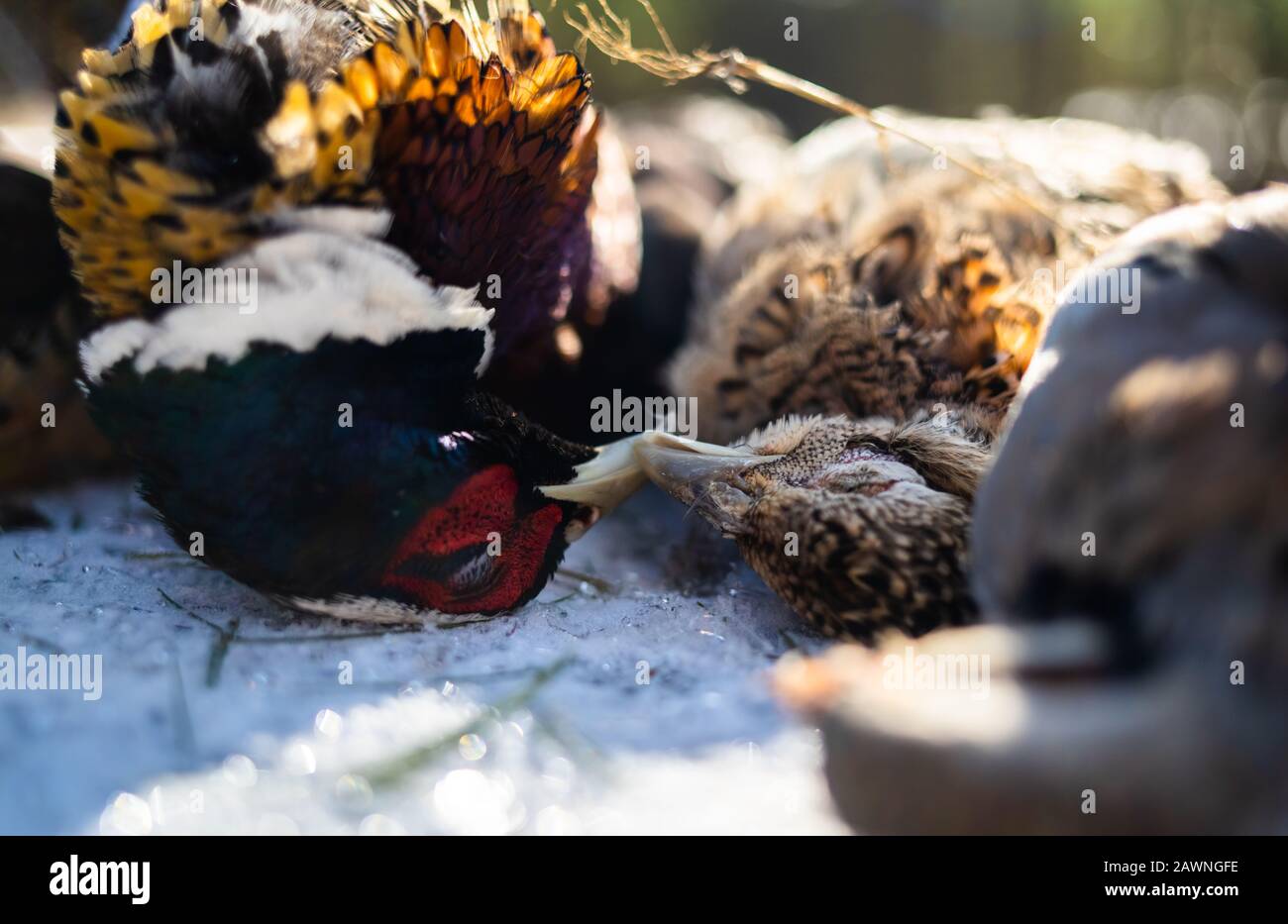 Due Uccelli Morti Bacio Becchi Nel Sole D'Inverno Sulla Neve Foto Stock
