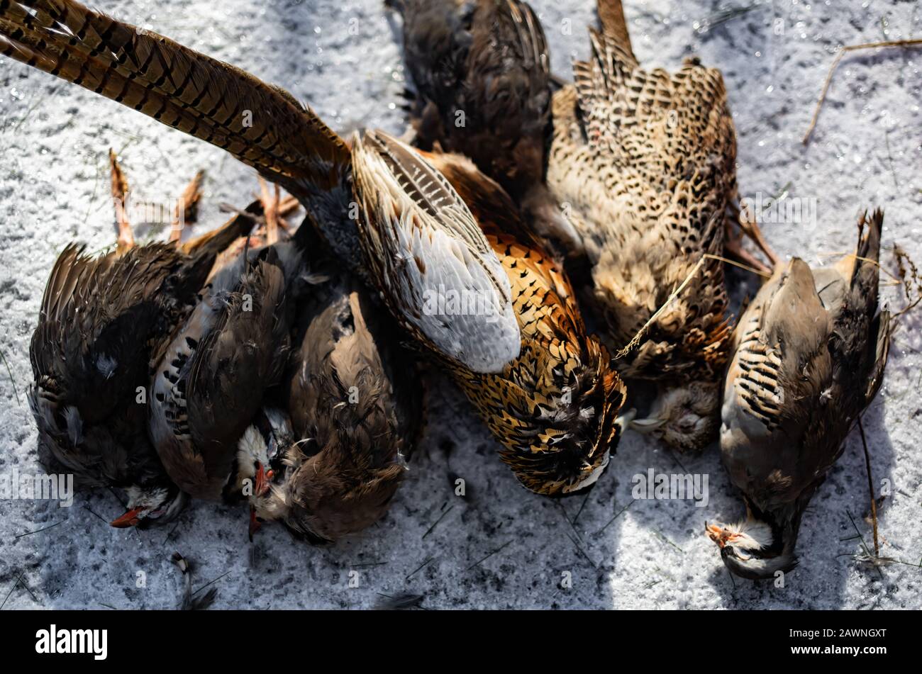 Dead Game Birds Allineati Dopo Una Caccia In Inverno Foto Stock