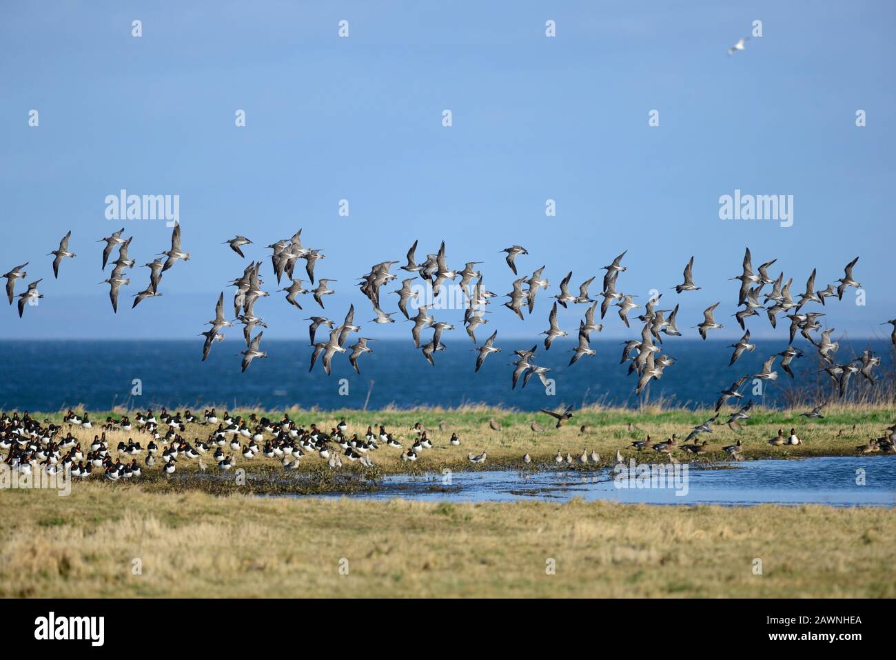 Bar Tailed Godwit Foto Stock