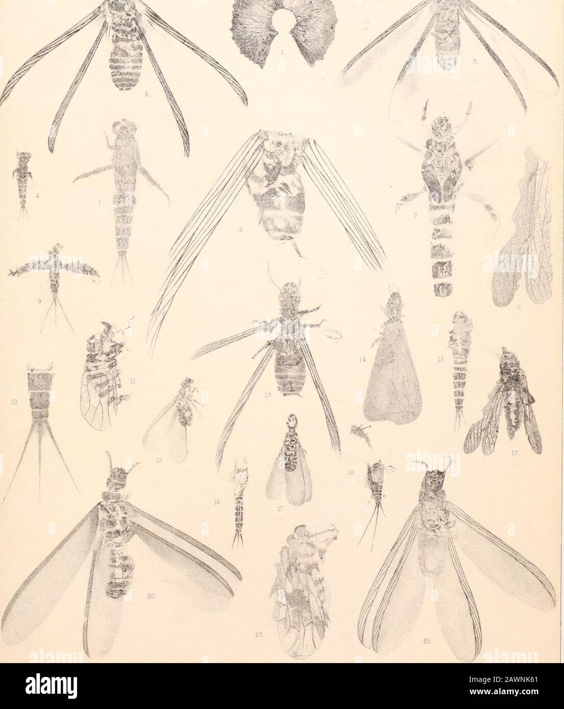 Relazione dell'indagine geologica dei territori degli Stati Uniti. ) platymrr.i. Alcune delle articolazioni addominali sono nui, iudicato. 19. (4643) i) Taphacris reliquata. 20. (B049) f) Eutermes fossarum. 21. (310) (^,5-) Necrossylla rigida. 22. (11190) f) Parotermes fodiua;. U S. INDAGINE GEOLOGICA DEI TERRITORI-Insetti terziari op Nord America Pi. Yc 0.. T Sinclair !t Son,l,Ith Philaa. Il Bacino Di Fiioriysant Myjuaiiida . NKUKOITKUA PIASTRA XIII SPIEGAZIONE DELLA PIASTRA XIII. Tutti i disegni sono stati realizzati da J. Heury Blake. 1. (8047) f) .Slschna (.Eschua) solida. 2. (8995) f) Limnopsyche dis Foto Stock