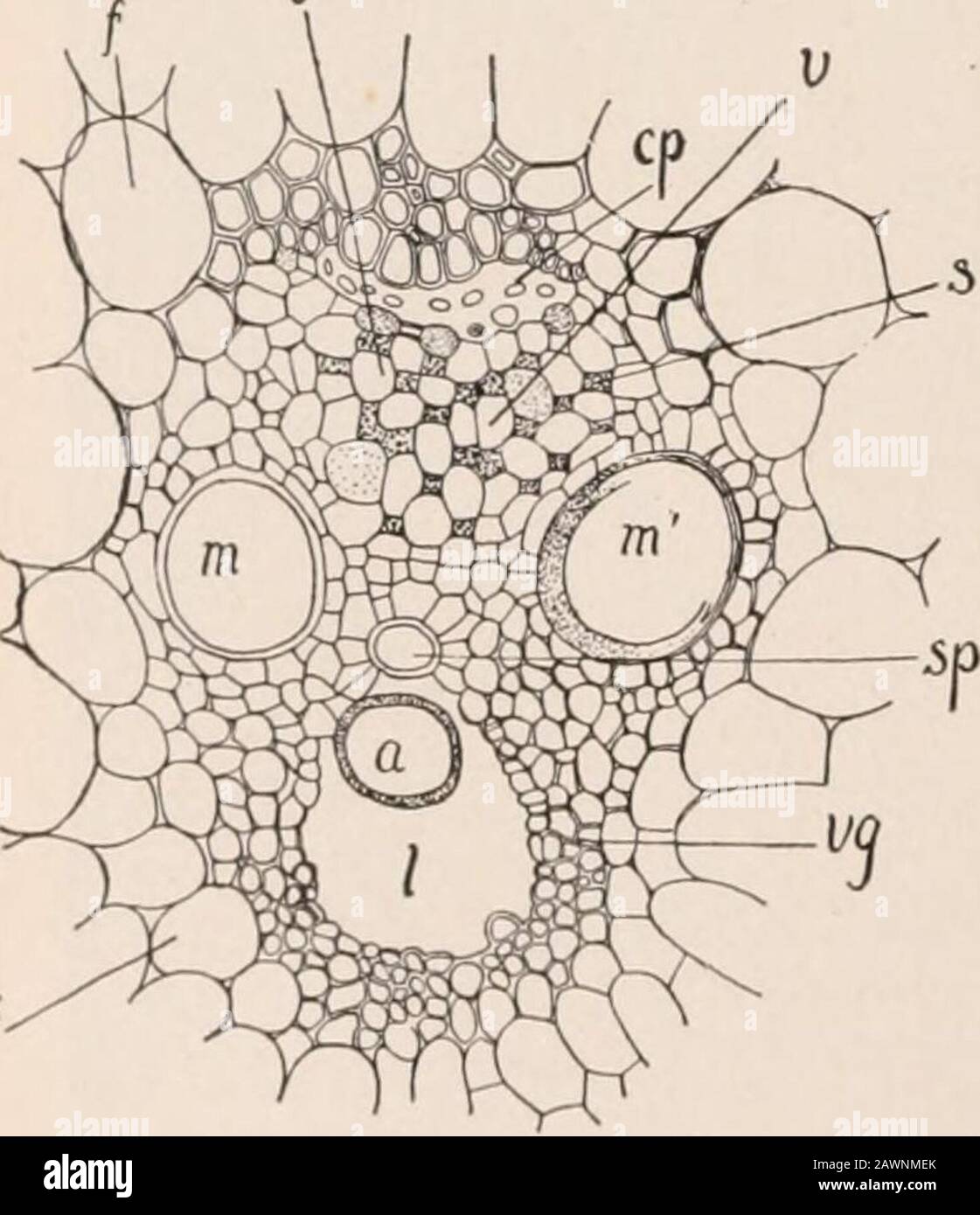 Un corso pratico in botanica : con particolare riferimento ai suoi cuscinetti su agricoltura, economia, e igiene . lu;,iirl,|,.-, Irilt ,| 100 CORSO PRATICO in piante BOTANICHE di questa classe, con poche eccezioni, come smilax andasparagi, sono caratterizzati da semplici steli colonnari e limitata diffusione di foglie. Tali forme vegetali sono mirabilmente adattate dalla loro struttura agli scopi del supporto meccanicalico. È una legge ben nota di meccanica che un cilindro di forlowcylinder è molto più forte della stessa massa wouldbe in forma solida, come può essere facilmente testato dal semplice ex-periment di breakin Foto Stock