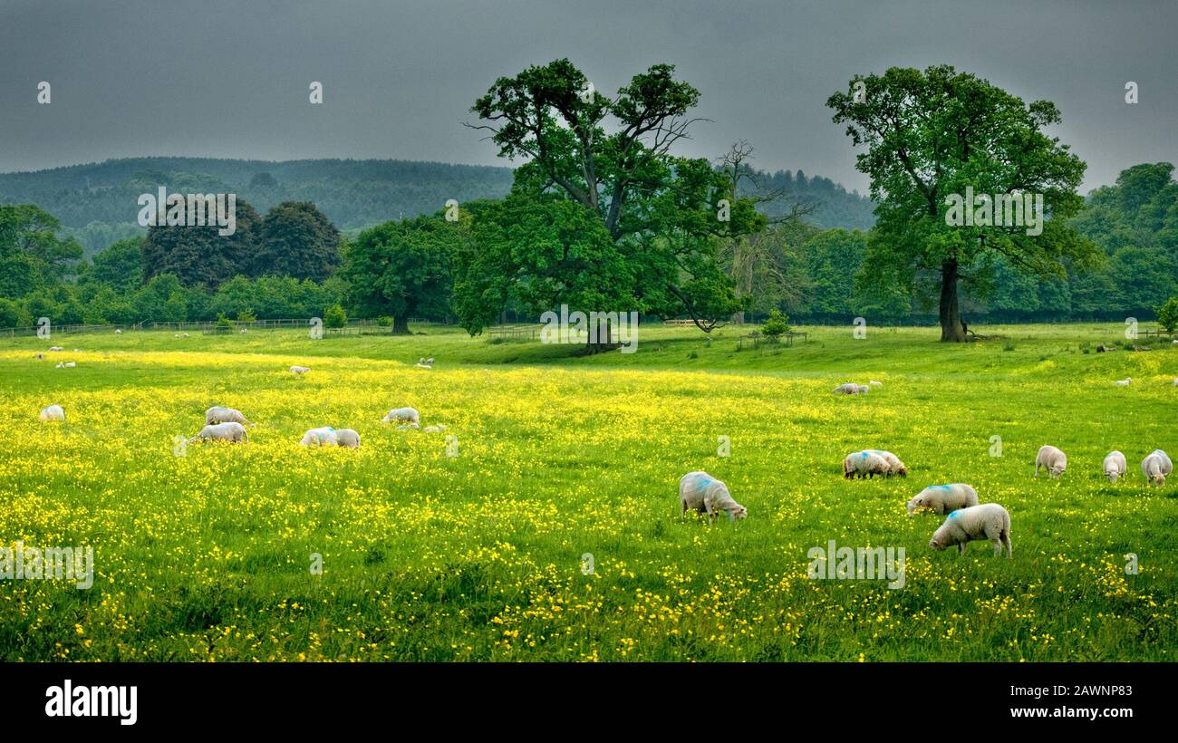 Pecore nel prato a Shugborough Hall vicino Cannock Chase, Inghilterra, Regno Unito Foto Stock