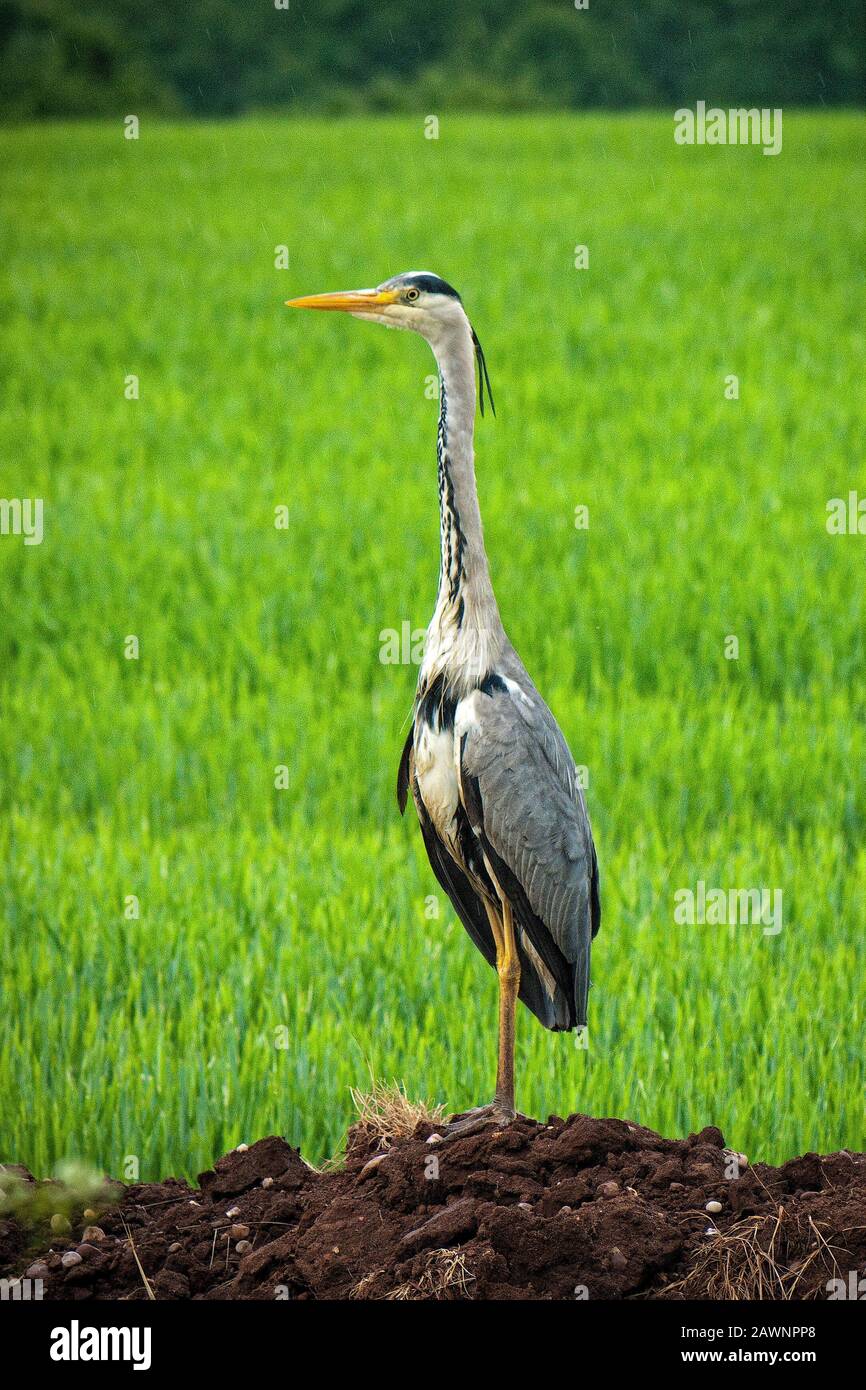 Heron in piedi sulla riva del canale Foto Stock