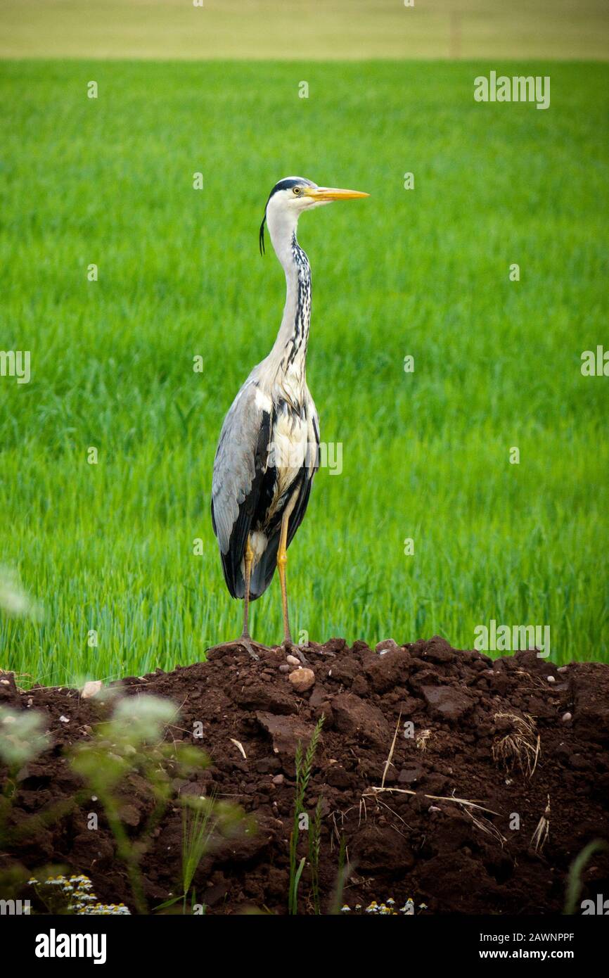 Heron in piedi sulla riva del canale Foto Stock