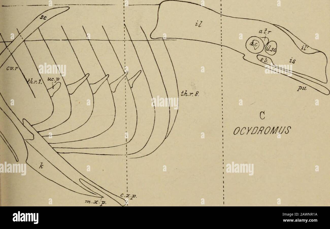 Transazioni della Royal Society of New Zealand. Porphyrio y/// y OCYDPOMUS FV/VOTOF^^J/S. Paekek. Su Notornis Mantelli. 249 e 4a (pi. XXI.), la prima che mostra il contorno dello sterno di Notornis dalla faccia ventrale con quello di Ocydromus sovrapposto in dottedoutline sul lato sinistro, e quello di Porphyrio in tratteggio al teright; mentre la fig. 4a mostra la metà destra dello sterno di Notornis con quello di Trihonyx sovrapposto a tratteggio. Lo sterno di Notornis è ampio e piatto; il suo bordo anteriore è somethwhatemarginate, come in Ocydromus, ed è privo di tutta la traccia del ma Foto Stock