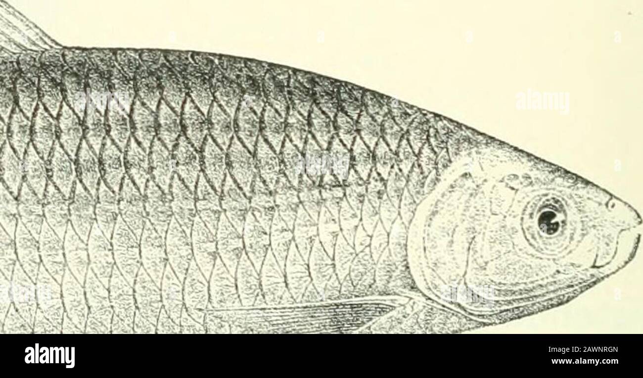 Catalogo dei pesci d'acqua dolce dell'Africa nel museo britannico (storia naturale) .. profondo. Scale senza canali di anastomosing, 39-45 M, 2 tra linea laterale e radice del ventrale. Argenteo,03 198 CHAKACINID.E. bluastro o verdognolo sul dorso ; pinne pettorali e ventrali sometimnerastro. Lunghezza totale 460 milim. Gaboon, Congo, Lago Tanganyika, Lago Mweru, Lago Bangwelii. 1. Tipo. Gaboon. 2. Annuncio. Tulagoioa, Ogowe. Sig.ra Kingslev (C). 3. Annuncio. Fiume JA ((ongo System), G. L. Bates, Esq. (C). Camerun. 4. Annuncio. Fiume Ituri (Aruwimi), R. B. Woosnam, Esq. (0.) ; vicino Irunia. Spedizione Ruwenzori. Foto Stock