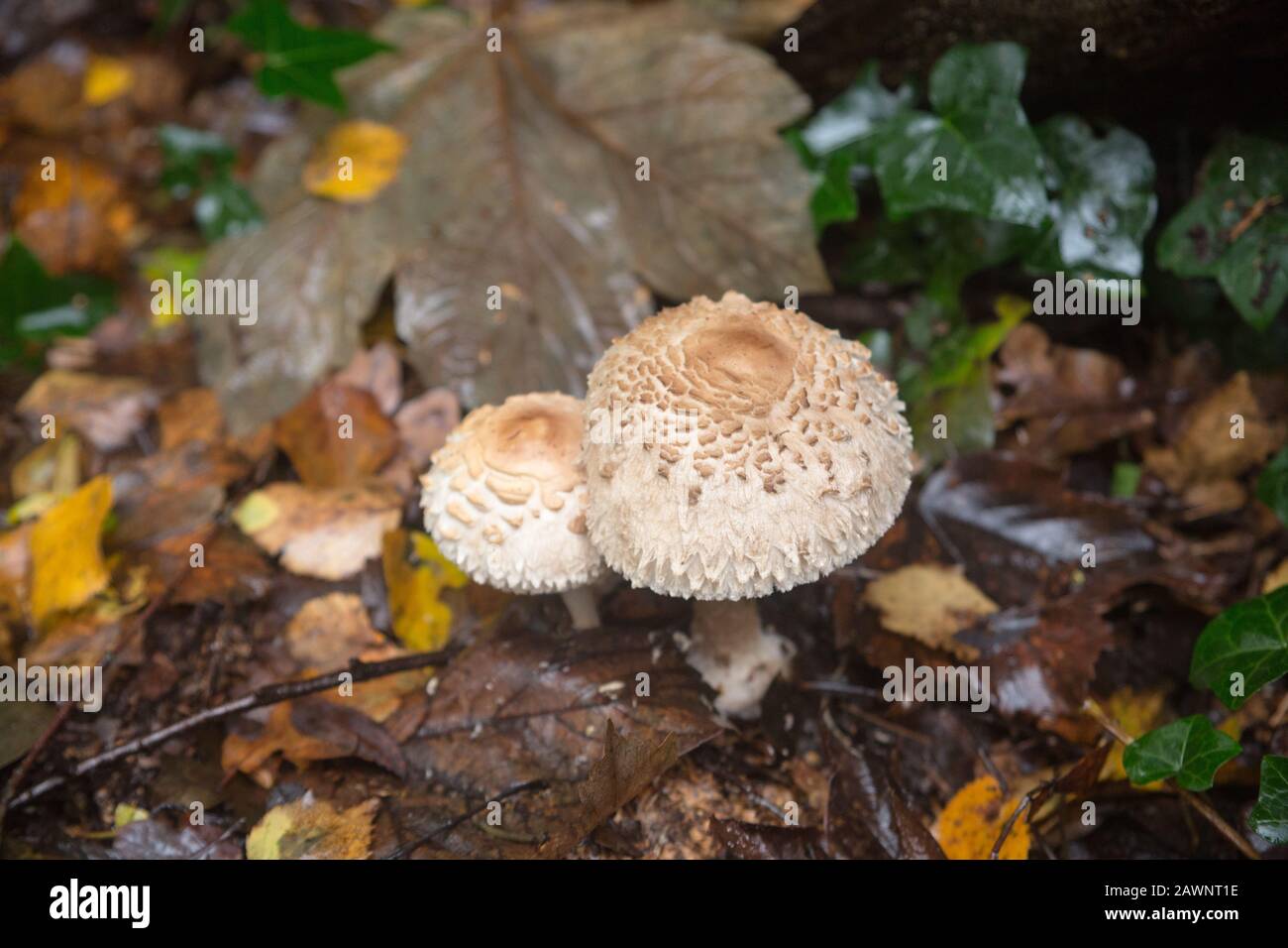 Toadsgabelli o funghi (funghi) che crescono a terra in boschi a Littleworth Common, Esher, Surrey Foto Stock