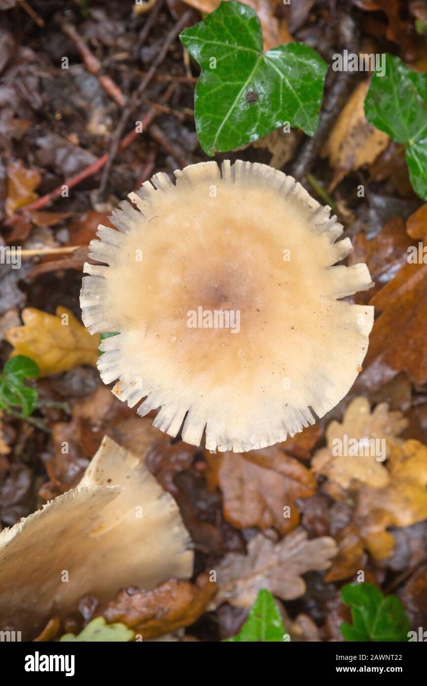 Toadsgabelli o funghi (funghi) che crescono a terra in boschi a Littleworth Common, Esher, Surrey Foto Stock