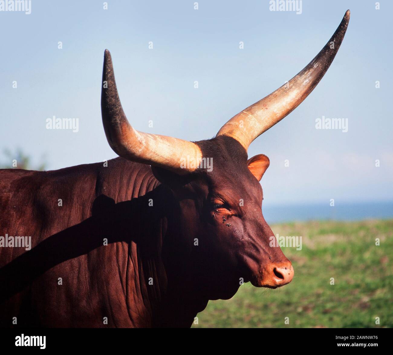 Bovini di Ankole africani, toro maschio grande con corna enormi, Bos tarus Foto Stock