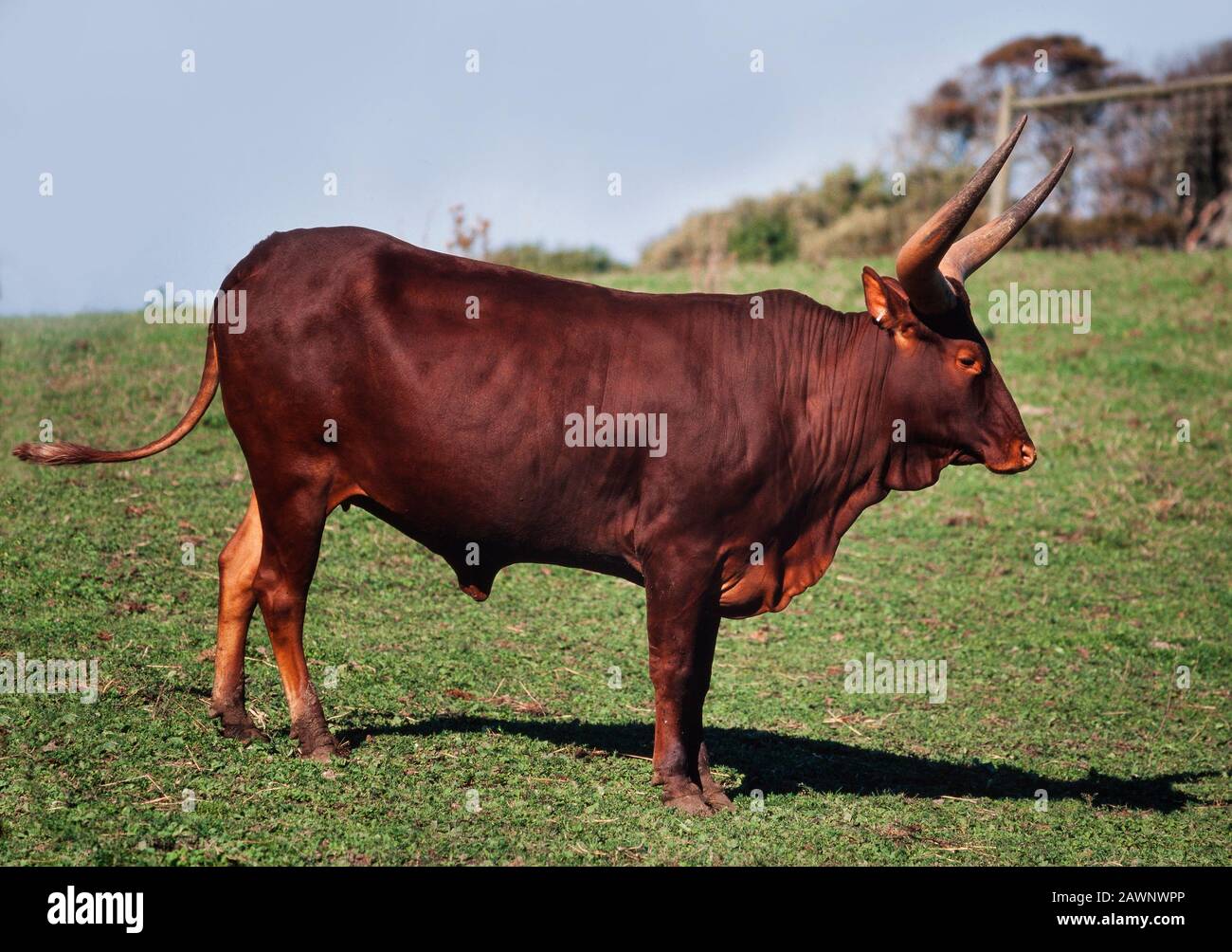 Bovini di Ankole africani, toro maschio grande con corna enormi, Bos tarus Foto Stock