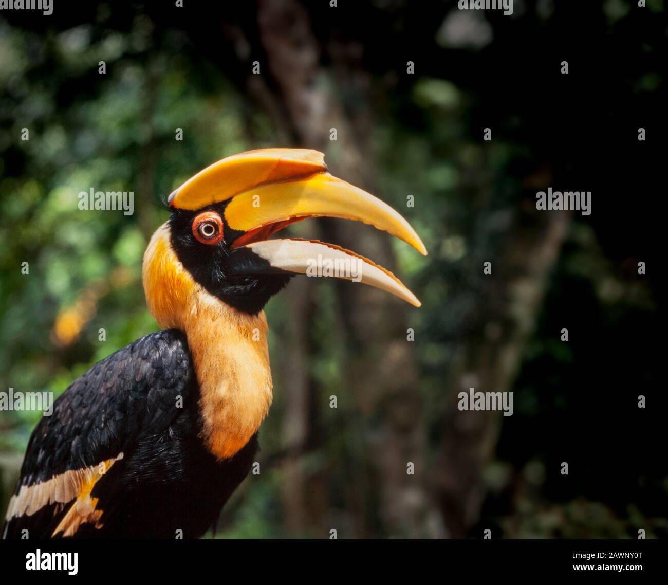 Grande Hornbill, Buceros simum, Malaysia Foto Stock